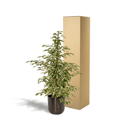 Kamerplant - Ficus benjamina Twilight - Inclusief sierpot - Pot Ø 21cm Hoogte ↕ 95cm
