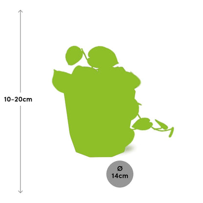 Kamerplant - Scindapsus Pictus 'Argyraeus' - Hangplant - Pot Ø 14cm