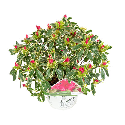 Buitenplant - Rhododendron 'Bollywood' - Bloeiend - Pot Ø 19cm Hoogte ↕ 30cm
