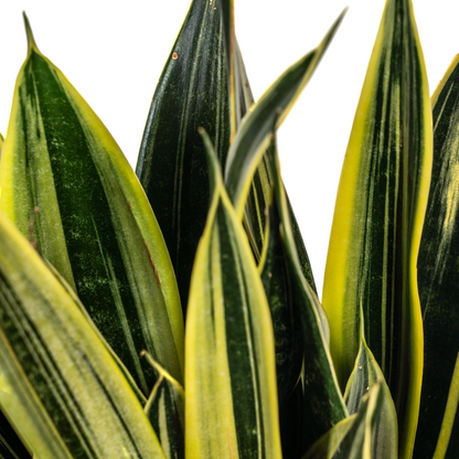 Kamerplant - Sansevieria Trifasciata Canary - Pot Ø 17cm Hoogte ↕ 45-55cm