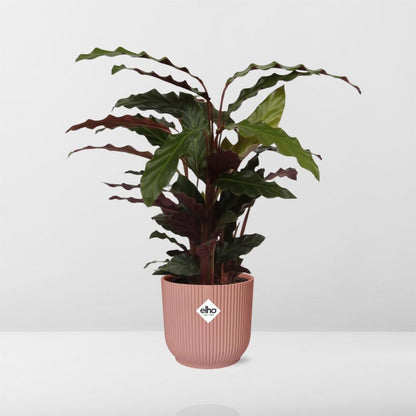 Kamerplant - Calathea Rufibarba 'Tropistar' - Pot Ø 14cm