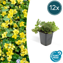 Buitenplant 12x Waldsteinia ternata - Vaste plant - Pot Ø 9cm Hoogte ↕ 10-25cm