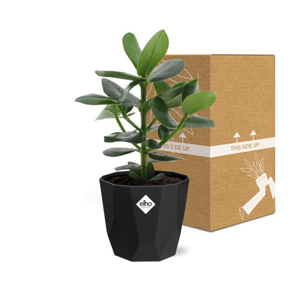 Kamerplant - Clusia Princess - Pot Ø 14cm