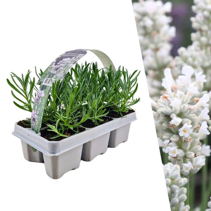 Buitenplant 6x Lavendel angustifolia Wit - Bloeiend - Pot Ø 7cm Hoogte ↕ 15cm