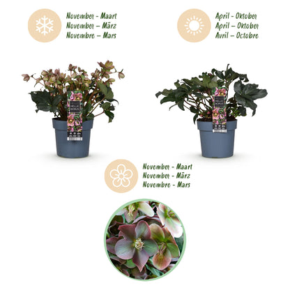 Buitenplant - Helleborus Angels Glow - Bloeiend - Pot Ø 19cm Hoogte ↕ 50cm