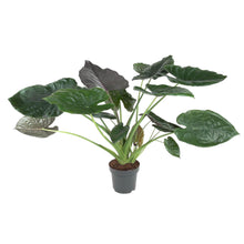 Kamerplant - Alocasia Wentii - Pot Ø 32cm Hoogte ↕ 120cm