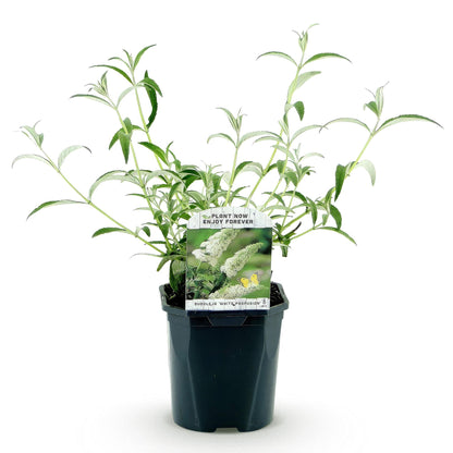 Buitenplant - Buddleja davidii White Profusion - Vlinderstruik - Bloeiend - Pot Ø 17cm Hoogte ↕ 45cm