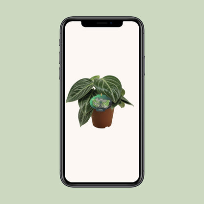 Kamerplant - Peperomia Sarcophylla - Pot Ø 15cm Hoogte ↕ 25cm