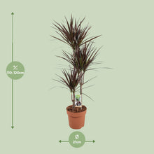 XL kamerplant - Dracaena Magenta - Pot Ø 21cm Hoogte ↕ 120cm