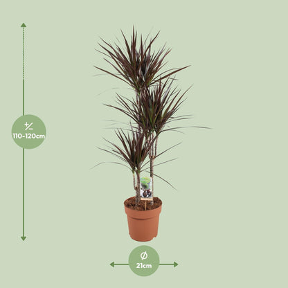 XL kamerplant - Dracaena Magenta - Pot Ø 21cm Hoogte ↕ 120cm