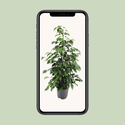 Kamerplant - Ficus benjamina Danielle - Pot Ø 21cm Hoogte ↕ 95cm