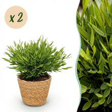 Kamerplant 2x Pogonatherum paniceum 'Monica' - Bamboegras - Pot Ø 12cm Hoogte ↕ 20cm