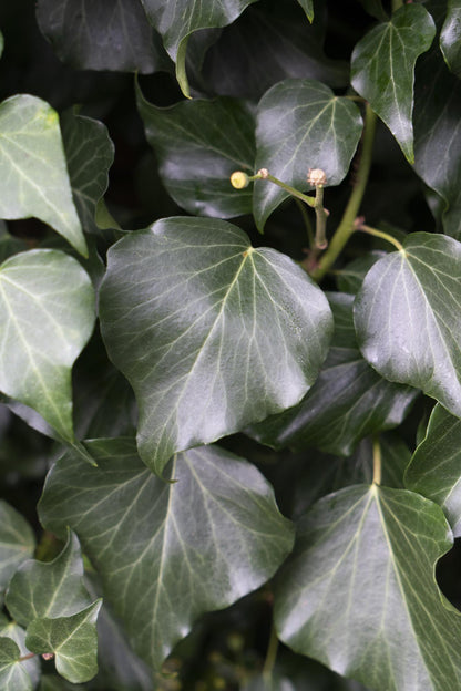 Buitenplant - Hedera hibernica - Klimplant - Pot Ø 15cm Hoogte ↕ 65cm