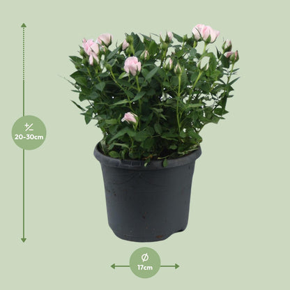 Kamerplant - Rosa Jewel Patio Baby - Bloeiend - Pot Ø 17cm Hoogte ↕ 30cm