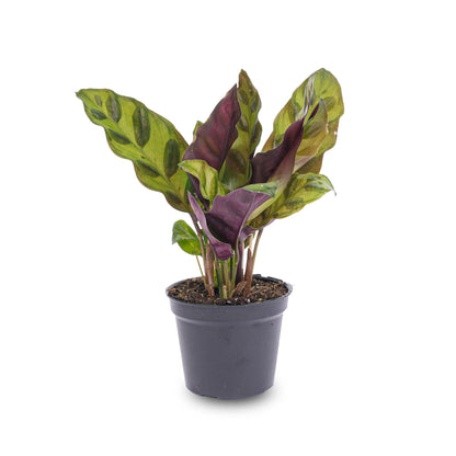 Kamerplant - Calathea Lancifolia - Pot Ø 6cm