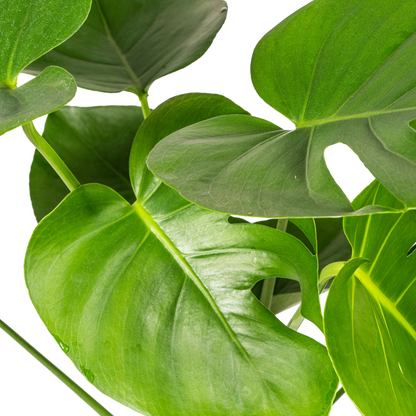 Kamerplant - Monstera Deliciosa Tauerii - Pot Ø 19cm Hoogte ↕ 70-90cm