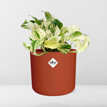 Kamerplant - Epipremnum Pinnatum Happy Leaf - Pot Ø 14cm