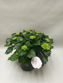 Buitenplant - Hydrangea Crystal Palace - Bloeiend - Pot Ø 23cm Hoogte ↕ 45cm
