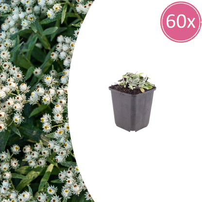 Buitenplant 60x Anaphalis triplinervis - Bloeiend - Pot Ø 9cm Hoogte ↕ 10-25cm