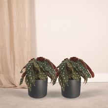 Kamerplant 2x Begonia Maculata - Bladbegonia - Pot Ø 12cm Hoogte ↕ 20cm