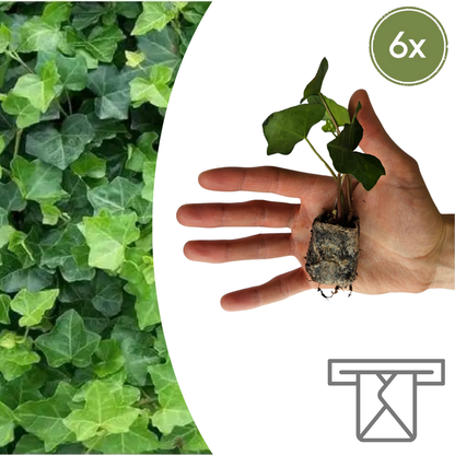 Buitenplant 6x Hedera - Klimplant - Pot Ø 5cm Hoogte ↕ 10cm