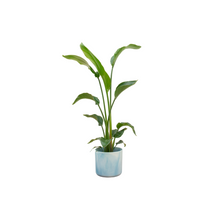 Kamerplant - Strelitzia Nicolai - Pot Ø 22cm Hoogte ↕ 100cm