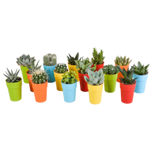 Kamerplant 15x Cactus en vetplanten mix - in gekleurde plasticpot - Pot Ø 5,5cm