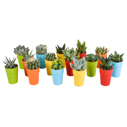Kamerplant 15x Cactus en vetplanten mix - in gekleurde plasticpot - Pot Ø 5,5cm