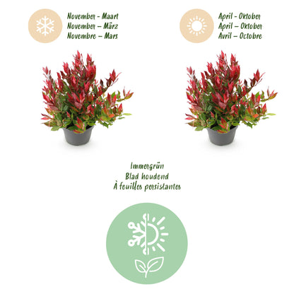 Buitenplant - Leucothoe 'Little Flame' - Groenblijvend - Pot Ø 17cm Hoogte ↕ 40cm