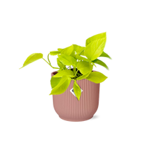 Kamerplant - Epipremnum Pinnatum 'Golden Pothos' - Pot Ø 14cm