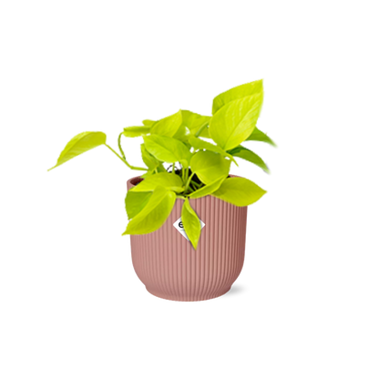 Kamerplant - Epipremnum Pinnatum 'Golden Pothos' - Pot Ø 14cm