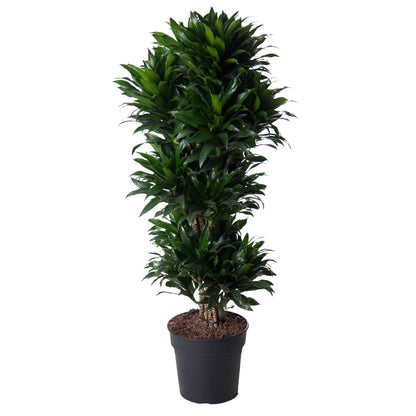 XL kamerplant - Dracaena Compacta vertakt - Pot Ø 31cm Hoogte ↕ 140cm