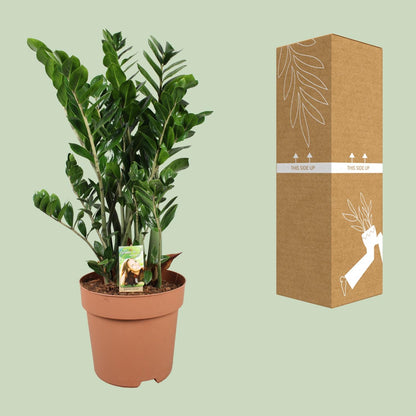XL kamerplant - Zamioculcas Zamiifolia - Luchtzuiverend - Pot Ø 30cm Hoogte ↕ 110cm