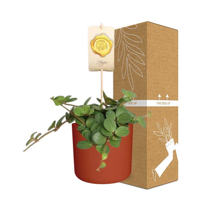 Kamerplant - Peperomia 'Hope' - Inclusief sierpot - Pot Ø 14cm
