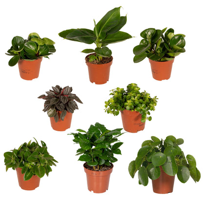 Kamerplant 8x verrassingsbox - Pot Ø 12cm Hoogte ↕ 25cm