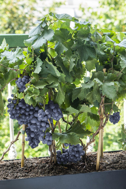 Buitenplant - Vitis Pixie Pinot Noir - Blauwe wijndruif - Pot Ø 21cm Hoogte ↕ 70cm