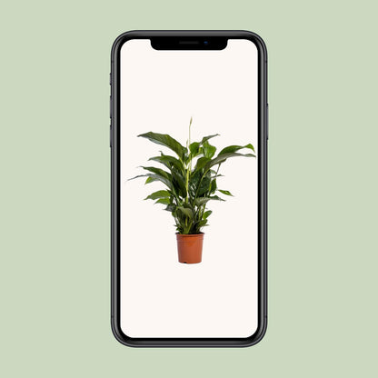 Kamerplant - Spathiphyllum Bellini - Luchtzuiverend - Pot Ø 24cm Hoogte ↕ 100cm