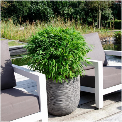 Buitenplant - Fargesia moontears 'Boobux XL' - Pot Ø 29cm Hoogte ↕ 70cm