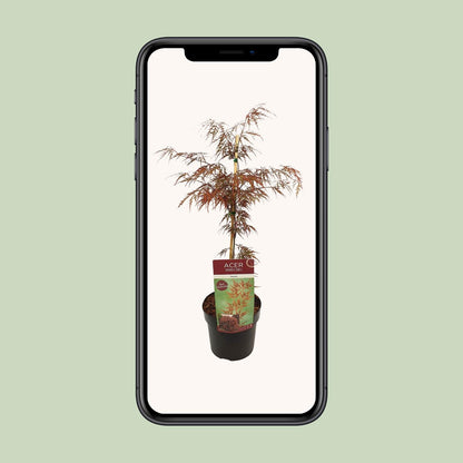 Buitenplant - Acer palmatum 'Garnet' - Pot Ø 19cm Hoogte ↕ 40cm
