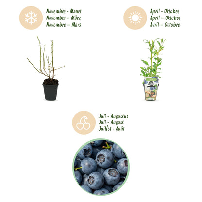 Buitenplant 3x Vaccinium corymbosum 'Northland' - Fruitplant Winterhard - Pot Ø 9cm