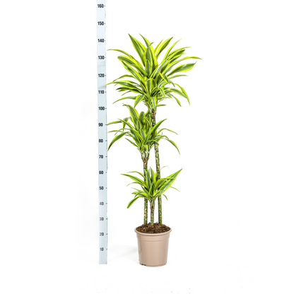 Kamerplant - Dracaena Deremensis Lemon Lime - Pot Ø 24cm Hoogte ↕ 130-150cm