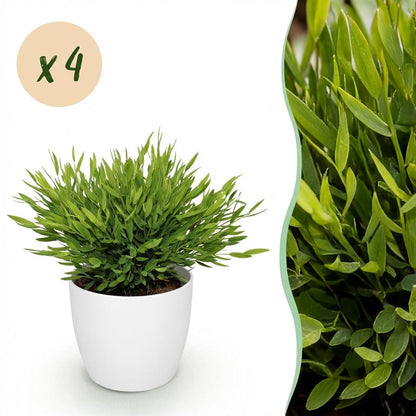 Kamerplant 4x Pogonatherum Monica - Huisdiervriendelijk - Pot Ø 12cm Hoogte ↕ 20cm