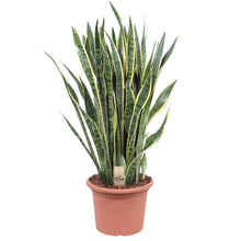 Kamerplant - Sansevieria Laurentii - Pot Ø 35cm Hoogte ↕ 100cm