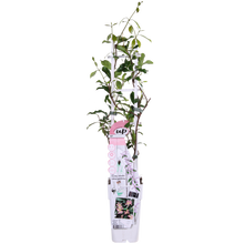Buitenplant - Trachelospermum 'Star of Ibiza' - Klimplant - Pot Ø 15cm Hoogte ↕ 65cm