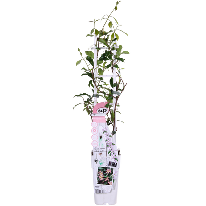 Buitenplant - Trachelospermum 'Star of Ibiza' - Klimplant - Pot Ø 15cm Hoogte ↕ 65cm
