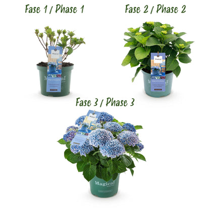 Buitenplant - Hydrangea 'Magical Revolution Blue' - Bloeiend - Pot Ø 23cm Hoogte ↕ 55cm