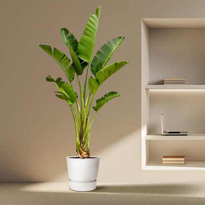 XL plant - Strelitzia Augusta - Pot Ø 45cm Hoogte ↕ 250cm