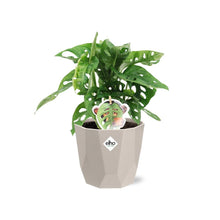 Kamerplant - Monstera 'Monkey Leaf' - Pot Ø 14cm
