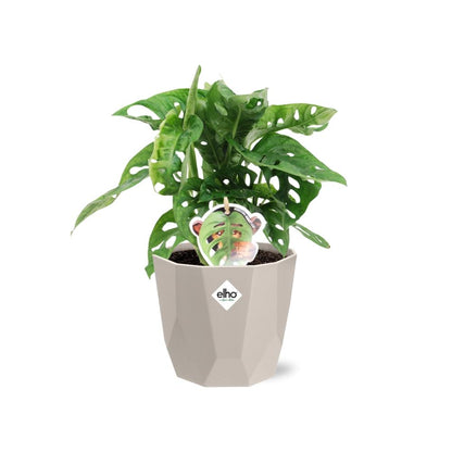 Kamerplant - Monstera 'Monkey Leaf' - Pot Ø 14cm