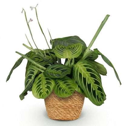Kamerplant - Maranta Fascinator Lemon Lime - Gebedsplant - Pot Ø 12cm Hoogte ↕ 25cm